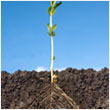 agricultural fertilizers
