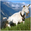Halal Goat - CanAsia