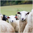 Halal Sheep - CanAsia