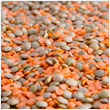 Lentils - CanAsia