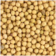 Soybean - CanAsia