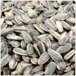 Sunflower seed - CanAsia